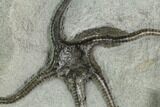 Detailed, Jurassic Brittle Star (Palaeocoma) - Lyme Regis #121308-2